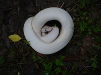 47-2014 Ivory female #1 from unnamed dark dominant bloodline 400 gm $410.00.jpg