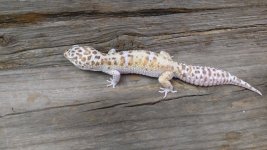 male 2014 Bell Snow White & Yellow het Eclipse 1.jpg