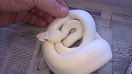 WP_20160920_16_36_01_Pro.jpg