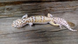 male 2014 Bell Snow White & Yellow het Eclipse 2.jpg