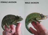 JACKSONPAIR.jpg