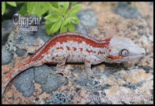 Chryseneed_IMG_8353ps.jpg