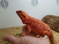 jamesred1.jpg