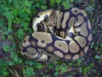 98-Proven breeder Pastel female #80 1300 gm $205.00.jpg