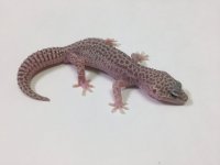 ALBINO TREMPER SUPER.jpg