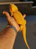 jamesyellow2.jpg