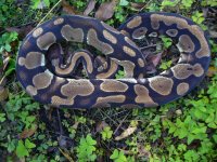 48-Proven Breeder unnamed dark dominant female #64 from bloodline #2 1500 gm $200.00.jpg