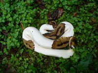 Proven breeder Pied male #61 800 gm $290.00.jpg