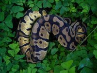 100-2014 Pastel het Pied female #2 500 gm $350.00.jpg