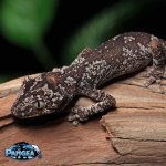 Strophurus-ciliarus-SC1T.jpg