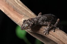 Strophurus-ciliarus.jpg
