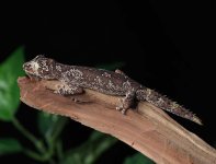 Strophurus-ciliarus-SC1a.jpg