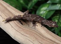 Strophurus-ciliarus-SC1b.jpg