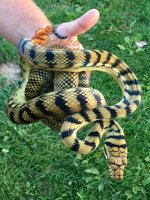yellow-male.jpg
