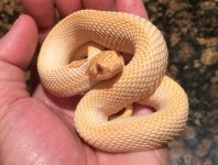 Superalbino 1.jpg