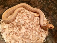Superalbino2.jpg
