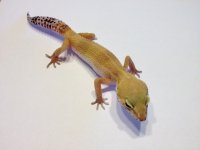 IMG_0731.jpg