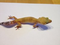IMG_0732.jpg