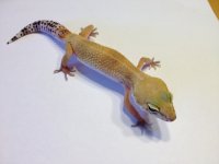 IMG_0733.jpg