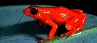 mantella aurantiaca.jpg