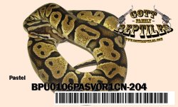 Pastel-BPU0106PASV0R1CN-204.jpg