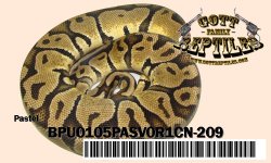 Pastel-BPU0105PASV0R1CN-209.jpg