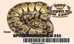Pastel-BPU0106PASV0R1CN-210.jpg