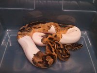 pied.jpg