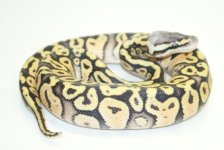 superpastel2m85.JPG