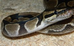 March 18th- snakes 121.jpg