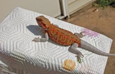 DSC_1917.jpg