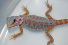 DSC_1153.jpg