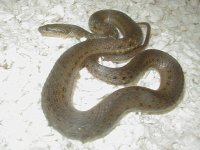 Melanogaster adult female 2 CB 2009.JPG