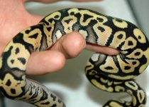 Pastel Phantom 1.jpg