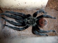 MM B vagans; molt 8-31-16.jpg