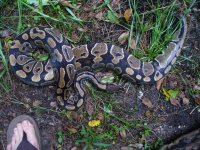 49-Proven breeder female #68 het unnamed codom axanthic morph 2600 gm $300.00.jpg