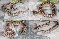 HognoseSnakeArray aug 23.jpeg