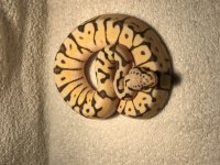 IMG_0293.jpg