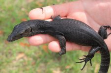 Black Dragon Water Monitor2.jpg