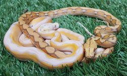 Breeding Pair #4.jpg