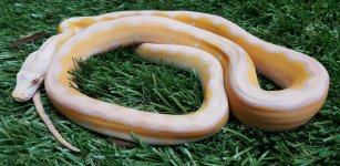 Br4 Lavender Motley Platinum Female.jpg