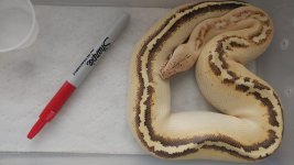 male ivory het t+.jpg