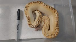 Female Ivory .jpg