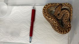 Batik het t+ male.jpg