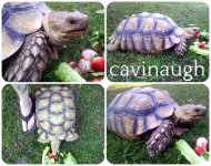 cavcollage (2).jpg
