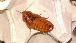 female dubia gold.jpg