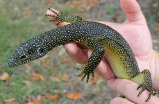 Meruake Mangrove Monitor Yellow Spot2.jpg