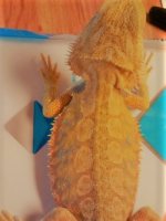 thumbnail_IMG_20161126_160833808.jpg