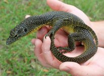 Meruake Mangrove Monitor Yellow Spot1.jpg