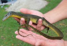Meruake Mangrove Monitor Yellow Spot.jpg